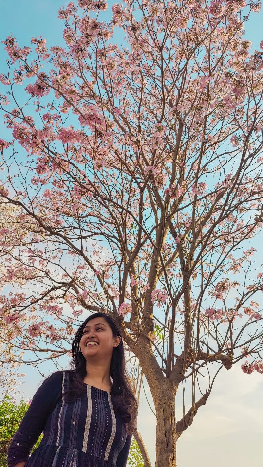 Bengaluru is pink again!#mytravellingstilettos #pinktrumpet #pinkflowers