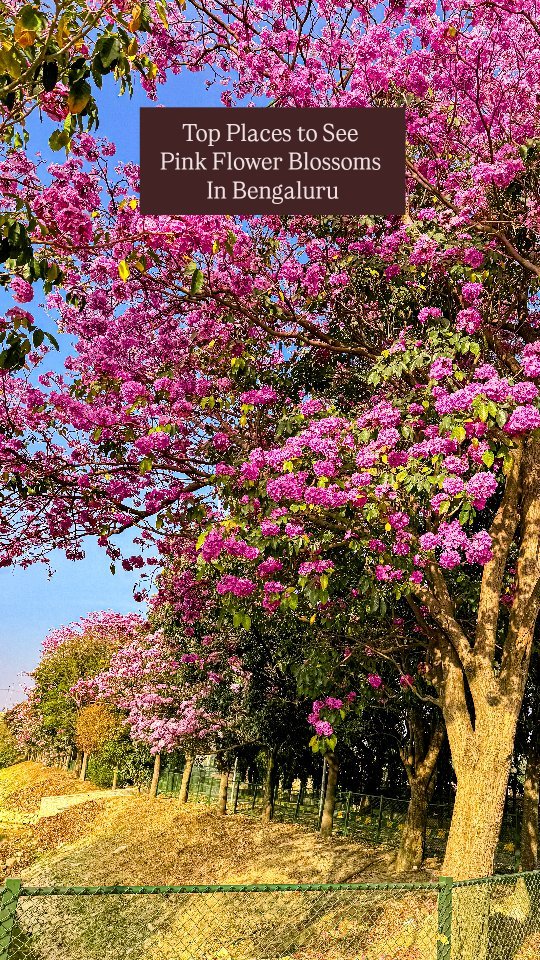 🌸 Now is the best time to see cherry blossom in Bengaluru.Here is the list of top places to see cherry blossom aka pink trumpet blossoms in Bengaluru ⬇️1. Cubbon Park 🌸 2. Benniganahalli Lake 🌸 3. AECS Layout, Marathalli🌸 4. Entire stretch of Outer Ring Road🌸 5. Madiwala🌸 6. Yelahanka🌸 7. KR Puram Bridge 🌸 8. Domlur Bridge to Ejapura on 2 sides of 100 ft road🌸#mytravellingstilettos #pinkbengaluru #springtime[ pink Bengaluru] [ cherry blossom in Bengaluru] [ pink trumpet] [ pink flowers]