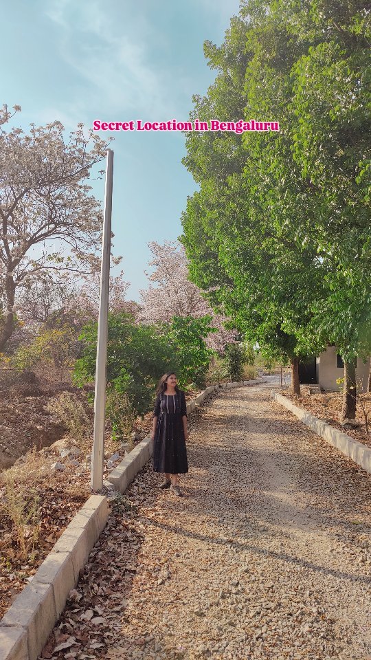 A random stroll in my neighborhood in a spring day in Bengaluru.The season is back. Bengaluru is covered with soft hues of pink trumpets.How is your neighborhood looking?#mytravellingstilettos #pinkbengaluru🌸 #pinktrumpet #cherryblossominbengaluru #bengalurudays