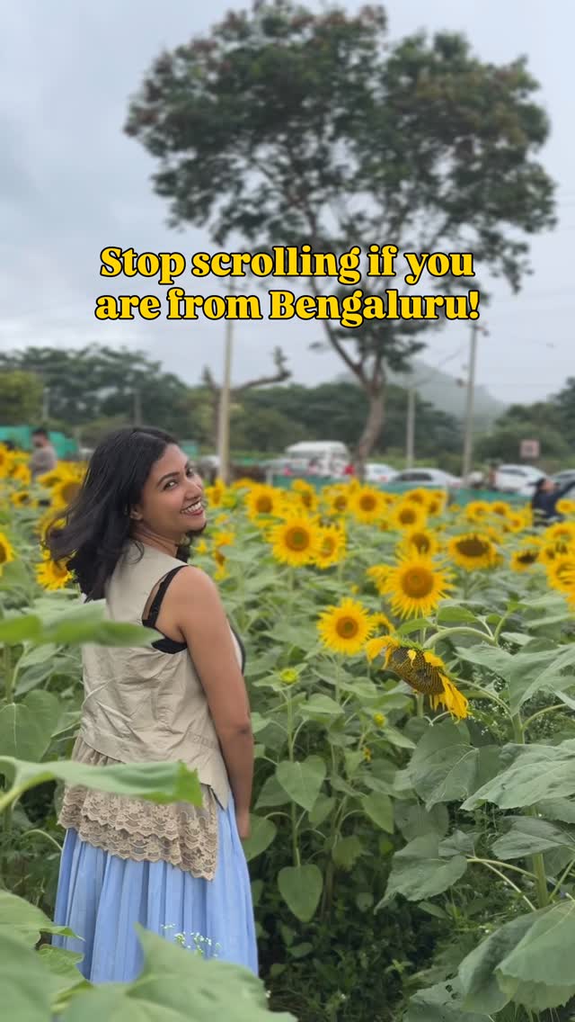 📍 Gundlupet, Karnataka🛣️ This massive golden sunflower field is hidden just 4 hours away from Bangalore!🌻 Blooming Season: June - September🎟️ 50 pp to the farmers✅ Just before the Bandipur Forest Checkpoint✅ Best time to visit to avoid crowds before 9 AM⚠️ Do not to pluck flowers✓ Send this to the friend who owes you a road trip! 🚘👇📌 Save it for your next weekend planComment ‘SUNFLOWER’ and I’ll DM you the exact Google Maps coordinates to avoid the crowds!#mytravellingstilettos #sunflowerfields #hiddengem #bengaluruweekends #travelcouple