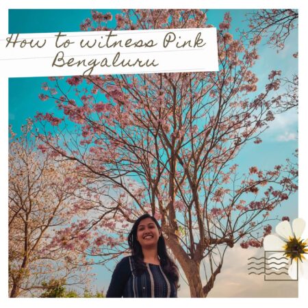 pink_blossoms_bengaluru_feature