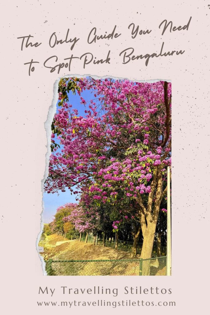 pink_blossoms_bengaluru_pin2