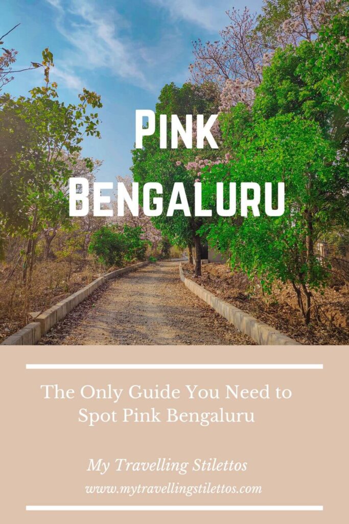 pink_blossoms_bengaluru_pin3